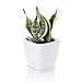 Greenaholics Succulent Pot - 5.1 Inch Square Ceramic Planter with Saucer, Flower Pot for Indoor Plant, with Drainage Hole, White