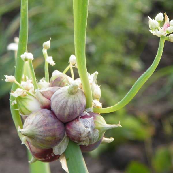 6 Egyptian Walking Onion Plants, 1 Year Old Plant Walking Onion Tree
