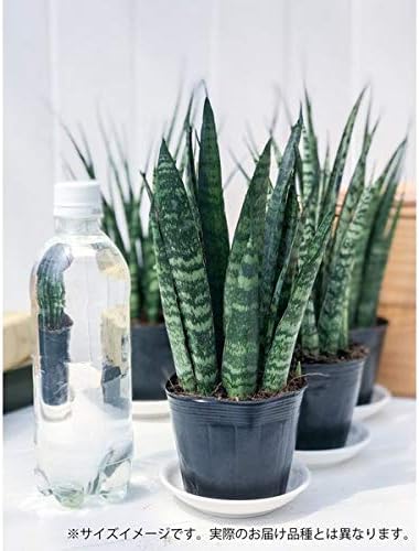 Amazon Co Jp 多肉植物 サンスベリア ファンウッド ミカドタイプ 3号ポット 育て方説明書付き Sansevieria ホーム キッチン Amazon Co Jp 多肉植物 サンスベリア ファンウッド ミカドタイプ 3号ポット 育て方説明書付き Sansevieria ホーム キッチン