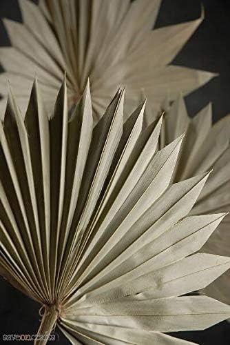 Palm Leaf Fans Dried 14x12 Pack of 5 - Excellent Home Decor - Indoor & Outdoor