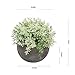 THE BLOOM TIMES 2 Pcs Fake Plants for Bathroom/Home Office Decor, Small Artificial Faux Greenery for House Decorations (Potted Plants)