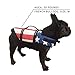 King Pup Dog Life Jacket, American Flag Life Vest for Puppies and Dogs. Safe and Secure with Extra Padding and American Flag Design (Extra Large, Blue)