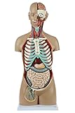 Axis Scientific Human Anatomy Torso Model with 18