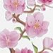 kwmobile Clear Case Compatible with Sony Xperia XA1 - TPU Smartphone Backcover - Cherry Blossom Branch Dark Pink/Light Pink/Transparent