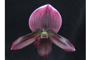 THE ORCHID GALLERY in Bud Now Vini Color, ladyslipper Orchid