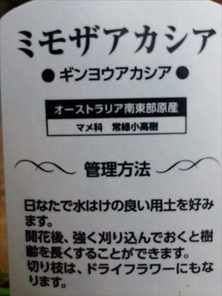 Amazon ミモザアカシア ギンヨウアカシア 40 植木