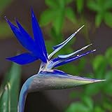 Garden Pocket Kit De Culture De Oiseau De Paradis Amazon