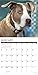 Just American Pit Bull Terriers 2019 Wall Calendar (Dog Breed Calendar)