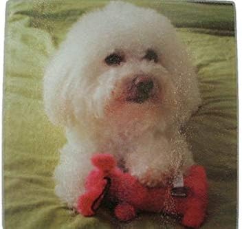 bichon frise utility cut