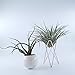 Pack of 2 Tabletop Standing Air Plant Holder Air Plant Stand Air Plant Container Xerographica Air Plant Holder Air Plant Support Tillandsia Air Plant Stand (White)thumb 2