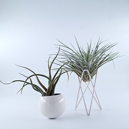 Pack of 2 Tabletop Standing Air Plant Holder Air Plant Stand Air Plant Container Xerographica Air Plant Holder Air Plant Support Tillandsia Air Plant Stand (White)