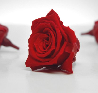 Preserved Roses Red 1in (12 roses)