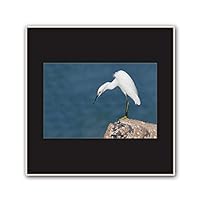 Framed Canvas Wall Art A Bird Standing on Canvas Prints Home Artwork Decoration for Living Room,Bedroom - 16x16 inches