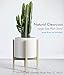 Mid Century Modern Plant Stand – Fits Large 12 & 13 Inch Planter Pots (NOT Included) – Handmade Wood Standing Holder for Indoor House Plants and Outdoor Patio Deck – Clear Coat Pine Colorthumb 1