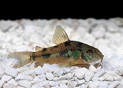 Pepper Palaetus Corydoras
