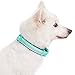 Blueberry Pet Soft & Safe 3M Reflective Neoprene Padded Dog Collar - Mint Blue, Small, 12