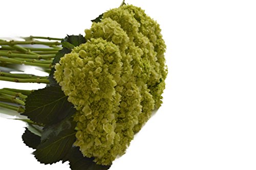 Farm2Door: 25 Stems of Select Mini Green Hydrangeas from Colombia - Farm Direct Wholesale Fresh Flowers