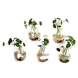 2 Pack Wall Hanging Planters Glass Hanging Plant Containers Decorative Terrariums Indoor Outdoor Glass Diamonds Wall Glass Hanging Planter Glass Flower Pots Plant Containers Glass Terrarium On Galleon Philippines