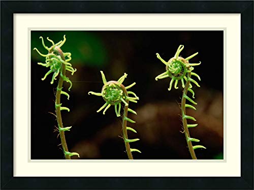 Framed Wall Art Print Deer Fern fiddleheads Pacific Coast North America by Gerry Ellis 26.00 x 19.38