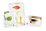 Excellerations ACWATER Acrylic Under The Sea Specimens (Pack of 4)