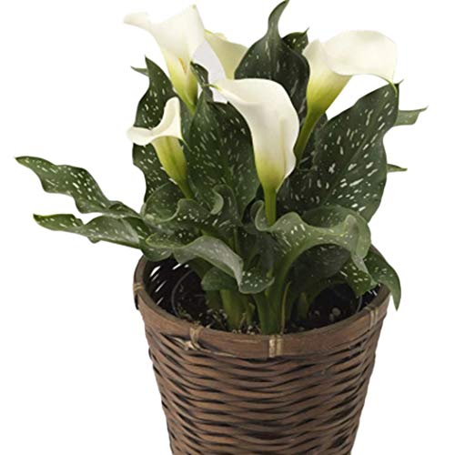 the house plant expert hessayon D G Hessayon