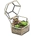 4.75 inch Faceted Hexagonal Clear Glass & Brass Metal Hinged Top Lid Plant Terrarium Box/Tabletop Display Case