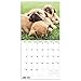 2020 French Bulldogs Wall Calendar