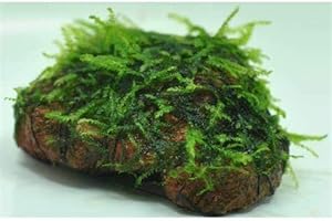 Marcus Fish Tanks - Christmas Moss On Lava Rock Live Aquarium Plant Freshwater Aquatic Moss BUY 2 GET 1