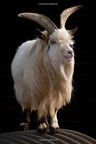 A Long Haired Billy Goat Standing On A Corrugated Roof In England