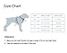 Soft Mesh Dog Harness Cat Harness No Pull Comfort Padded Vest for Puppy or Cat