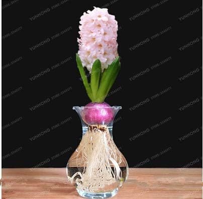 Amazon Co Jp 真のヒヤシンスの球根 色が1個 ヒヤシンス簡単に育て盆栽プラントのホームガーデン 未ヒヤシンス種子 をミキシング 5 ホーム キッチン