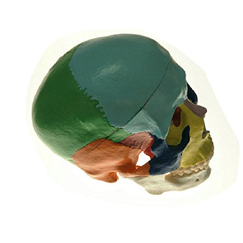 1:1 Human Adult head Anatomical model bionic skull bone color zoning Removable Skull Cap Medical Science Educational Teaching tool