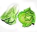 Generic Faux Lettuce Artificial Vegetables House Kitchen Party Decor Great Quality 2 Style