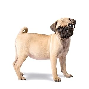 Pugs