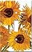 Art Plates - Van Gogh: Sunflowers Switch Plate - Single Toggle