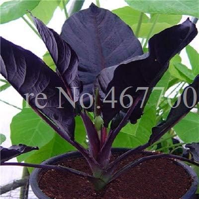 30Pcs Alocasia Jewel of Borneo Kapit Alocasia Infernalis Purple Elephant Ear Sml Seeds for Home Garden : 5