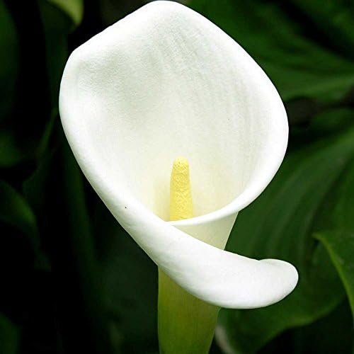 Jiacheng29 100Pcs Zantedeschia Calla Lily Seeds Bonsai Potted Planting Garden Flowers Decor