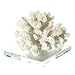 White Resin Coral | Crafted Coral On Base | White 3.5