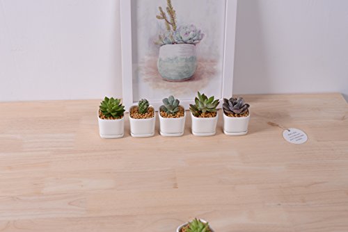 Sea star 6 set 2 inch square Modern Minimalist White Ceramic Succulent mini Planter Pot/Window Box with Saucer (Square, 2inch)
