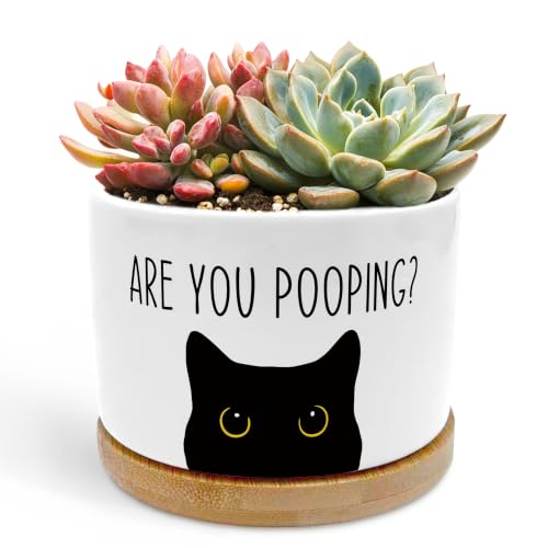 JZHMLXZ Black Cat Funny Planter Pots, are You Pooping Humor… at Amazon