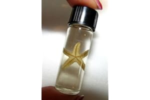 BicBugs Wet Specimen Real Seastar Starfish Preserved in Vial