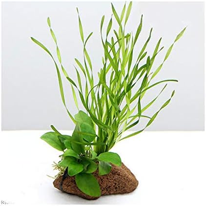 水草 置くだけ簡単 スクリューバリスネリア アヌビアスナナ 穴あき溶岩石付 １個 無料 北海道航空便要保温