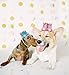MOO&NOO Dog Birthday Hat for Girls Happy Birthday Tiara Crown with Rose Flowers and Gold Glitter 0-9 Figures for Party(Pink)
