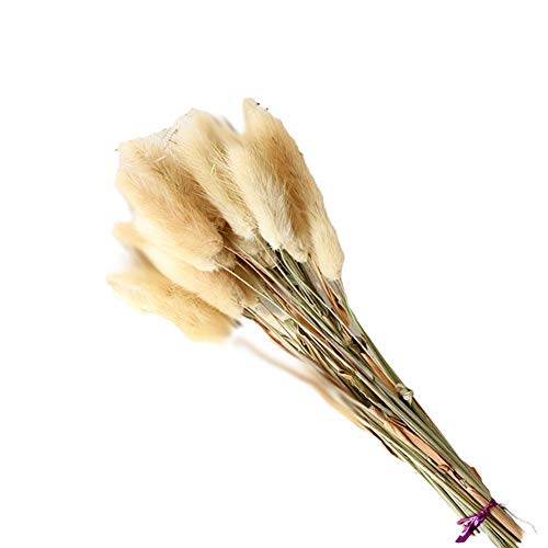 30pcs Natural Rabbit Tail Grass Lagurus Ovatus Bunny Tails Dried