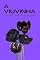 Livro A Viuvinha