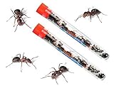2 TUBES Live Ant Farm Ants Shipped Now: Ant Farm Kit Refill: 60 Ants