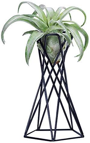 INFILM Tabletop Metal Big Air Plant Holders, Big Streptophylla Air Plant Stands Air Plant Racks Potted Plant Tillandsia Stands