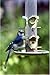 Wagner's 52002 Classic Blend Wild Bird Food, 10-Pound Bag
