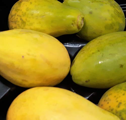 Papaya Seed Freshly Prepared Tropical Fruit Seed 30 per Pack