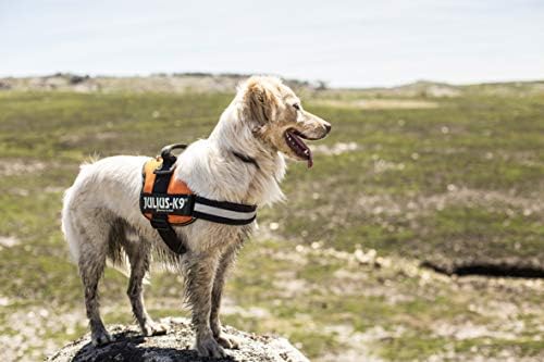 julius k9 harness cocker spaniel